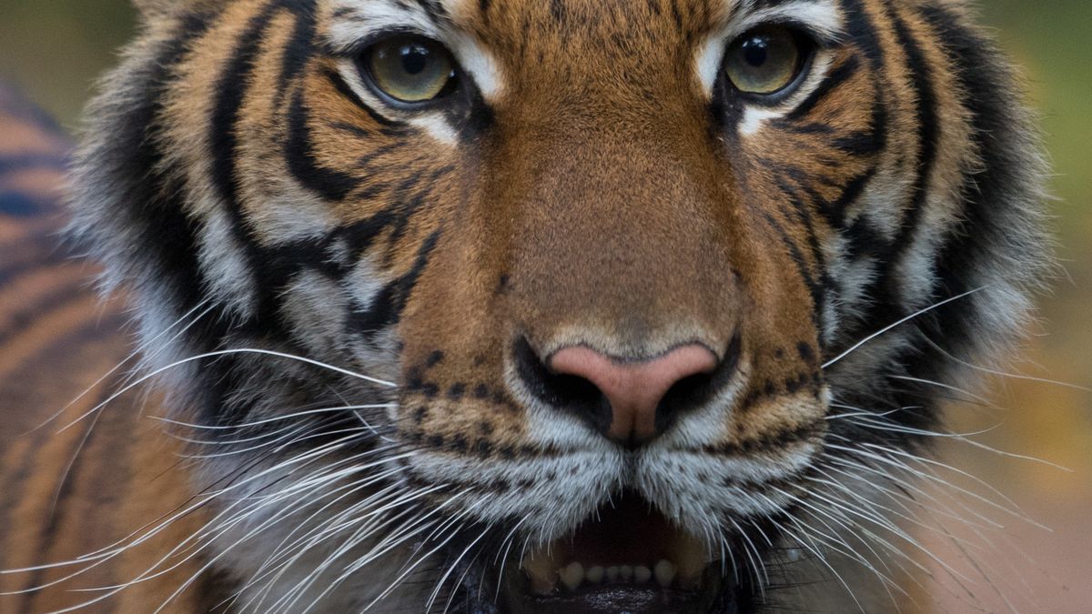 Přenáší se nákaza na zvířata? New York potvrdil covid-19 pozitivní tygřici